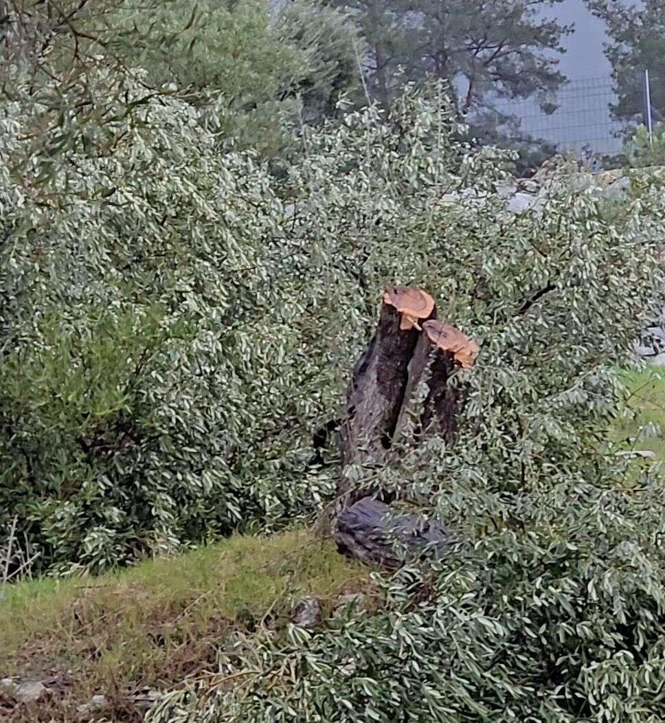 Özgür Özel’in Milas Ziyareti Öncesi  CHP Milas İlçe Başkanının Zeytin Ağaçlarını Kestiği İddiası 6